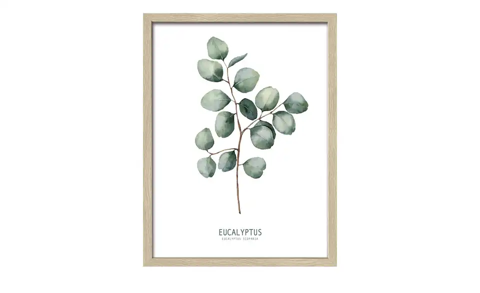Gerahmtes Bild 33x43 cm Different Eucalyptus Branches II, Frontansicht