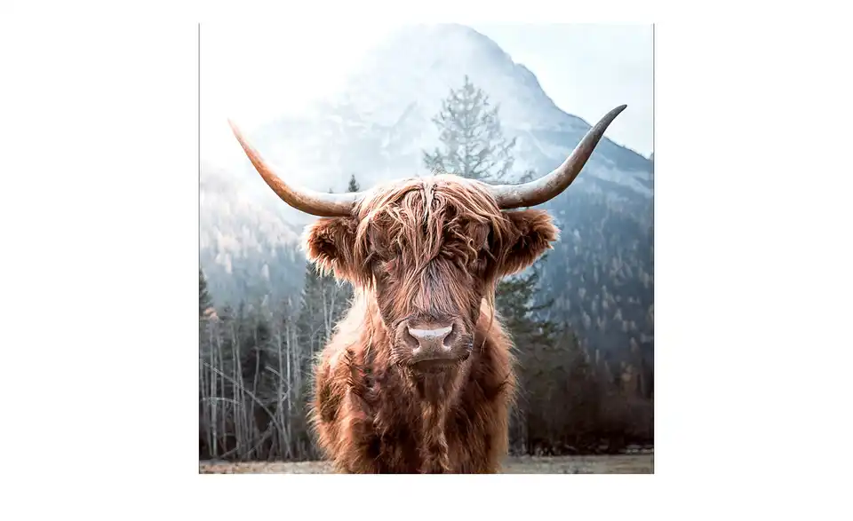 Glasbild 30x30 cm Highland cattle, Frontansicht