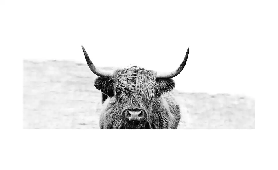 Glasbild 80x30 cm Scott.Highland Cattle ll, Frontansicht