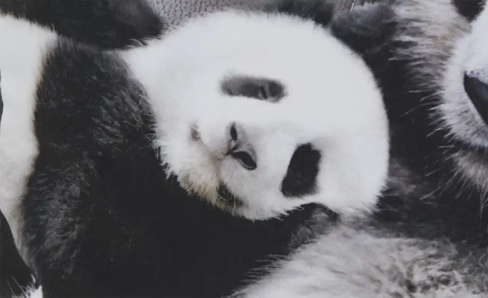 Dekokissen Panda, Detailansicht