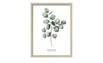 Gerahmtes Bild 33x43 cm Different Eucalyptus Branches II