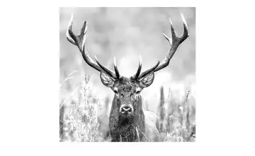  Glasbild 30x30 cm  Grey deer head II